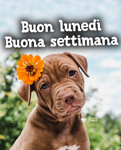 Buon lunedì, buona settimana (con cucciolo)
