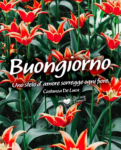 Uno stelo d'amore sorregge ogni fiore. Buongiorno