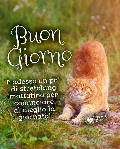 Adesso un po’ di stretching mattutino per cominciare al meglio la giornata! Buon Giorno (Immagini divertenti)