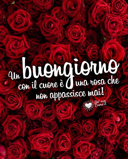Un buongiorno con il cuore è una rosa che non appassisce mai! (Frasi)
