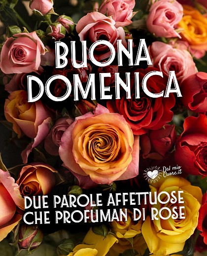 Buona Domenica: due parole affettuose che profuman di rose!