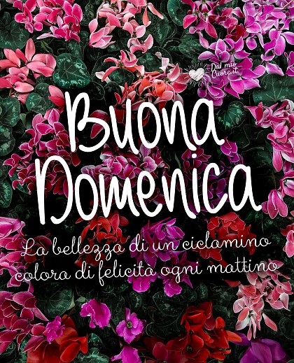 Buona Domenica. La bellezza di un ciclamino colora di felicità ogni mattino