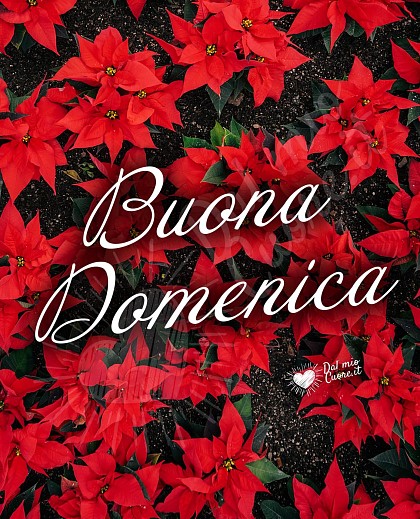 Buona Domenica con fiori di stella di Natale