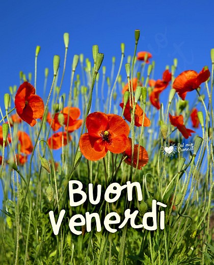 Imm buon venerdì con papaveri