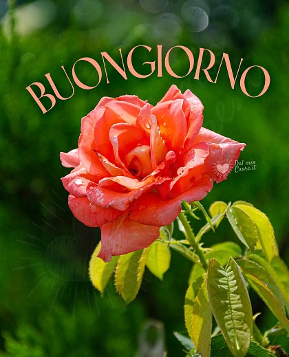Buongiorno con rosa