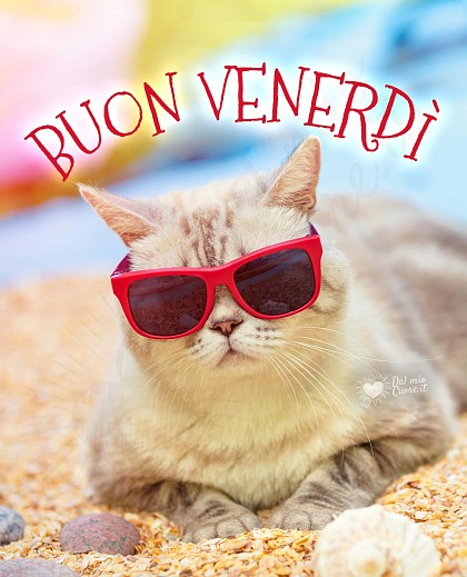Buon venerdì con gatto e occhiali da sole.