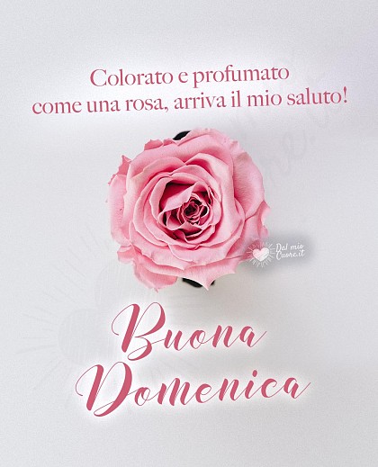 Buona domenica con rosa e saluto affettuoso