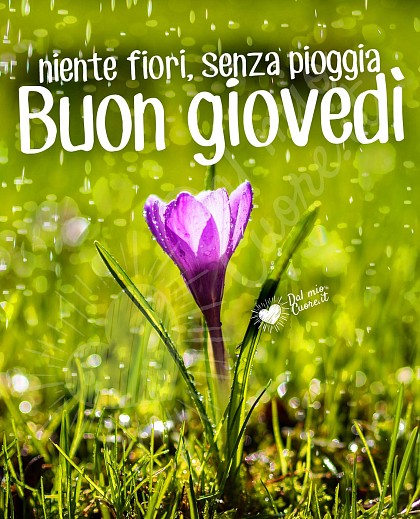 Buon giovedì con fiore e frasi
