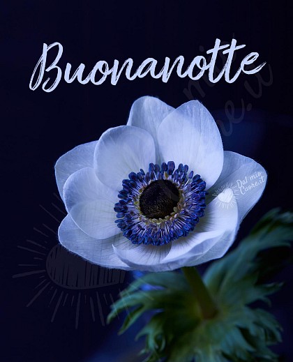 Buonanotte con anemone